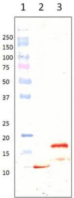 LL-37 Mouse anti-Human, Clone: B-F57, Novus Biologicals 500 &mu;g; Unconjugated:Antibodies,